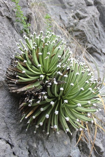  - Agave Albopilosa