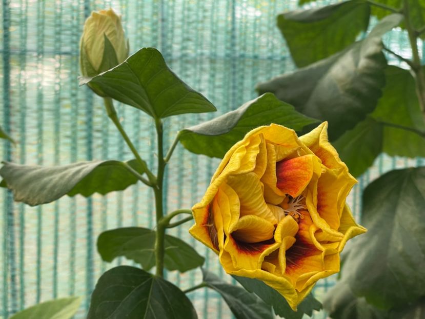  - Chi s garden Forest Rhapsody