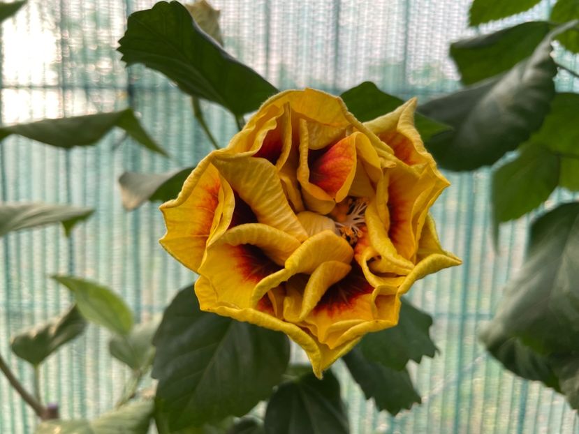  - Chi s garden Forest Rhapsody