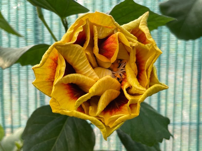  - 001 - Hibiscusi 2024 - 1