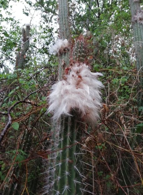  - Pilosocereus Leucocephalus