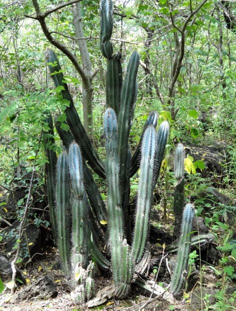  - Pilosocereus Leucocephalus