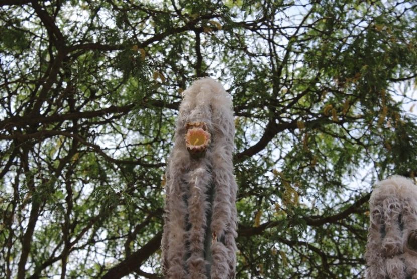  - Pilosocereus Leucocephalus