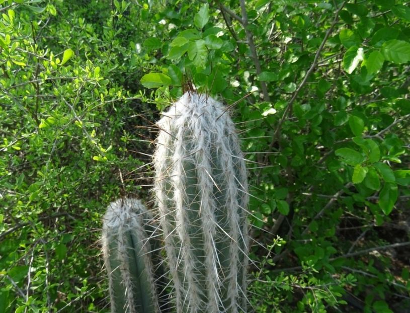  - Pilosocereus Leucocephalus