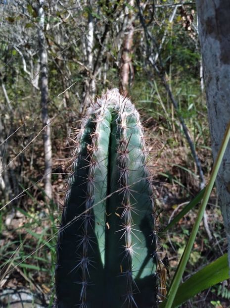  - Pilosocereus Leucocephalus