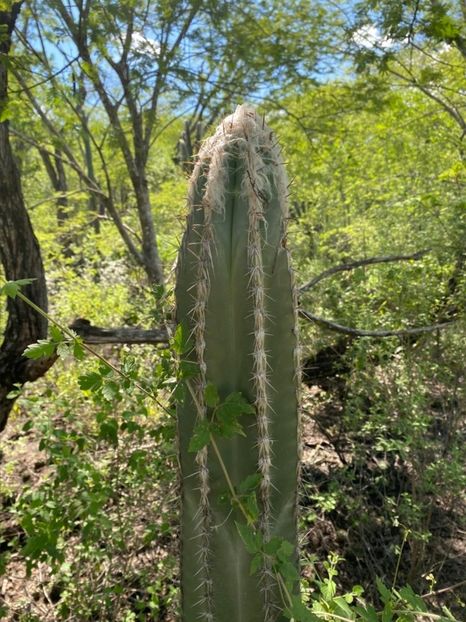  - Pilosocereus Leucocephalus