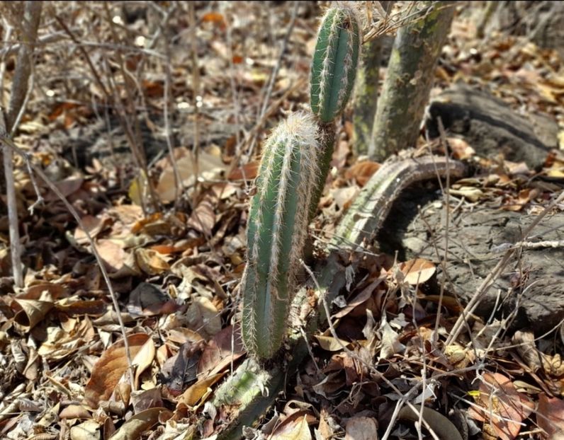  - Pilosocereus Leucocephalus