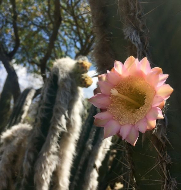  - Pilosocereus Leucocephalus