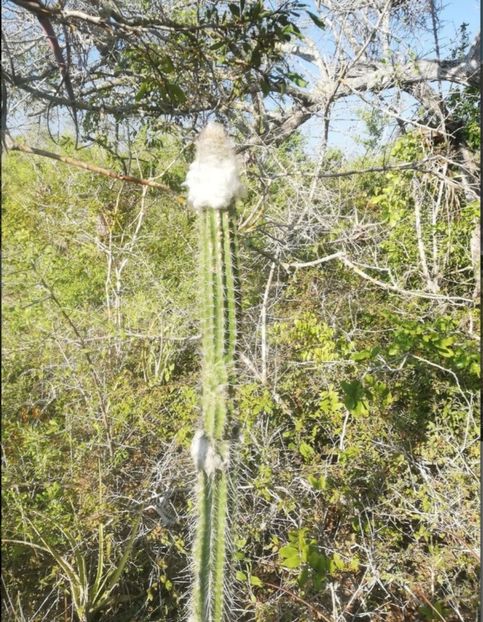  - Pilosocereus Leucocephalus