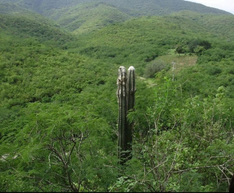  - Pilosocereus Leucocephalus