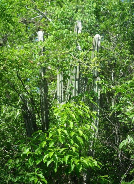  - Pilosocereus Leucocephalus