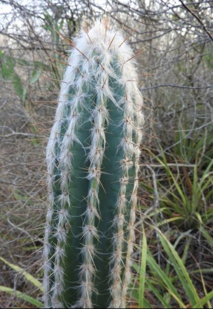  - Pilosocereus Leucocephalus