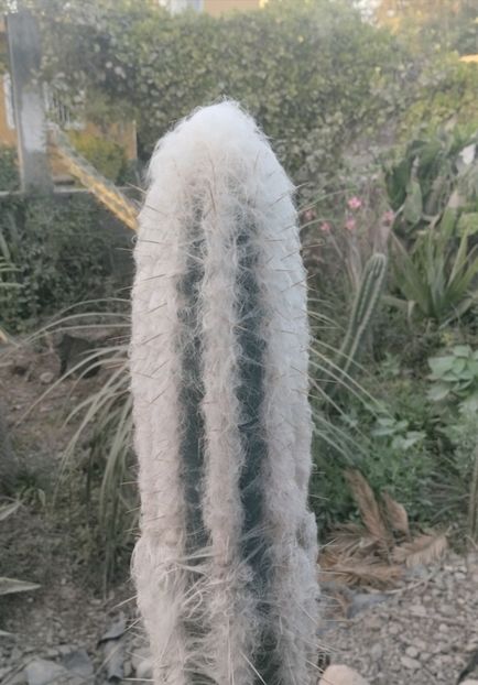  - Pilosocereus Leucocephalus