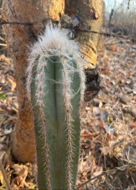  - Pilosocereus Leucocephalus