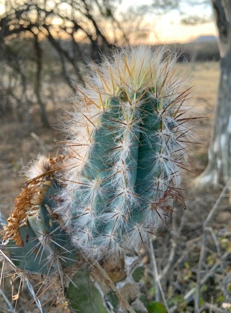  - Pilosocereus Leucocephalus