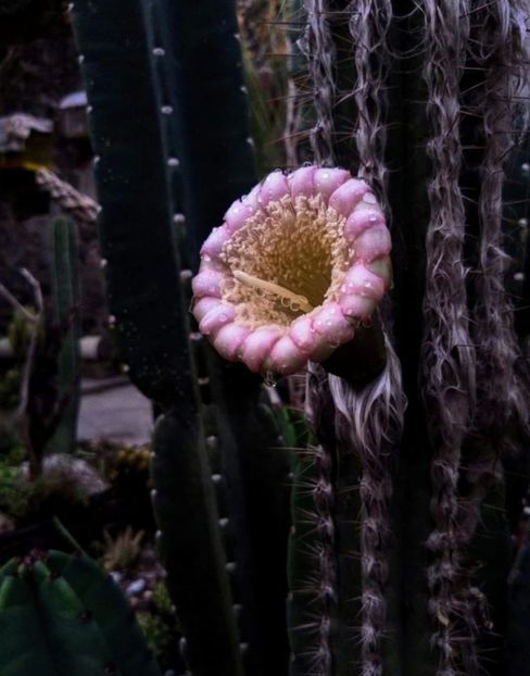  - Pilosocereus Leucocephalus