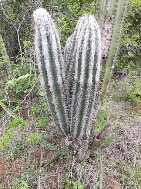  - Pilosocereus Leucocephalus