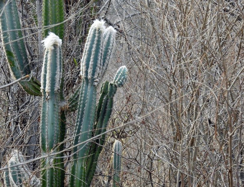  - Pilosocereus Leucocephalus