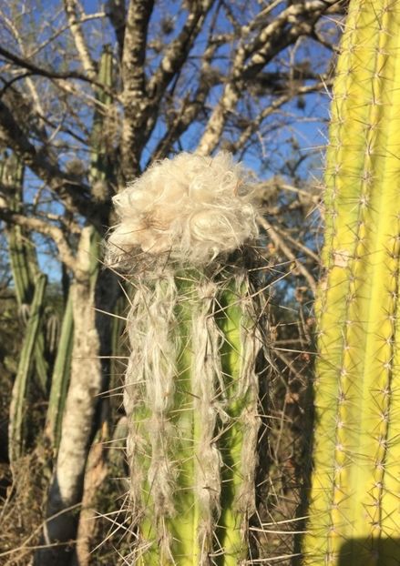 - Pilosocereus Leucocephalus