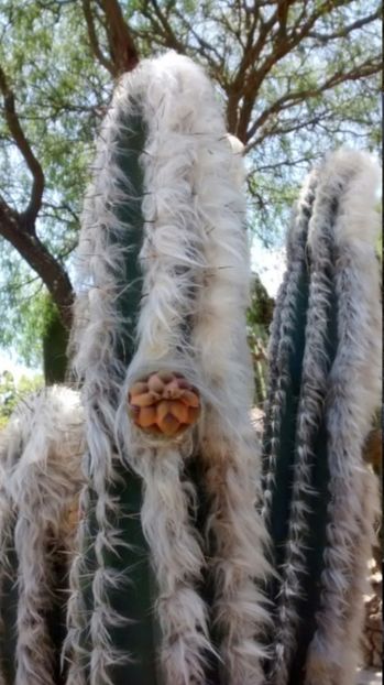  - Pilosocereus Leucocephalus