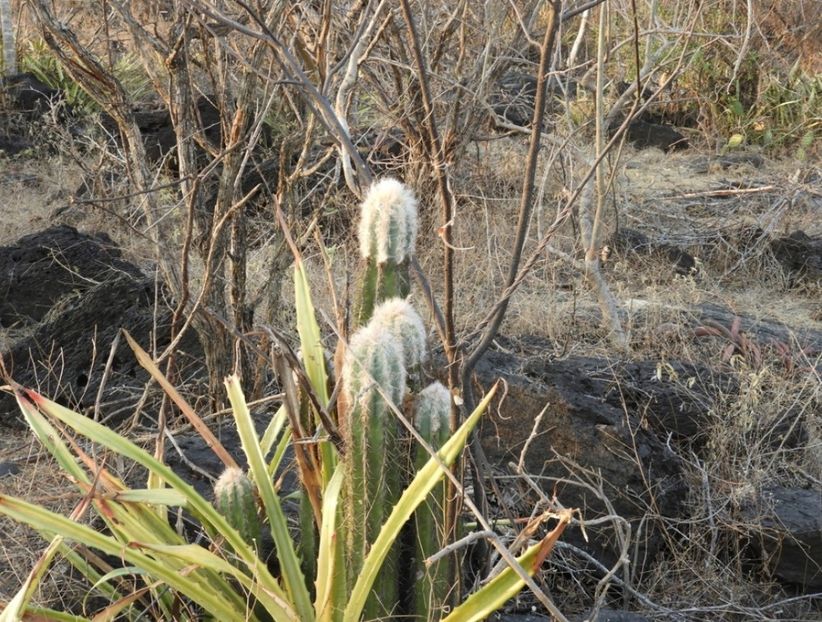  - Pilosocereus Leucocephalus