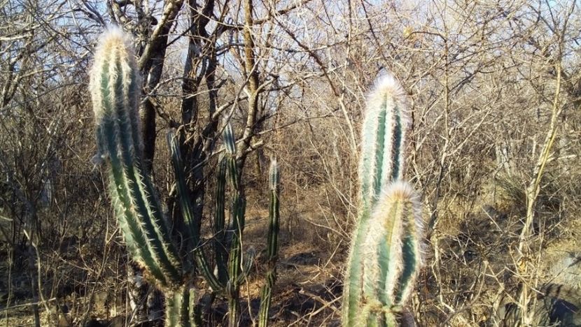  - Pilosocereus Leucocephalus