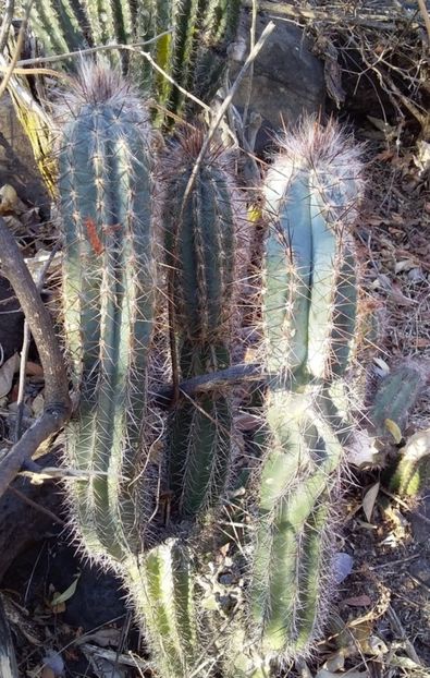  - Pilosocereus Leucocephalus