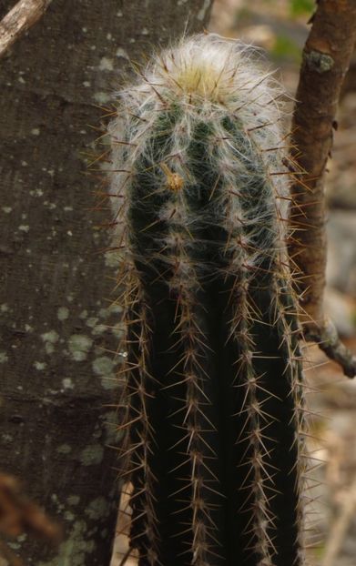  - Pilosocereus Leucocephalus