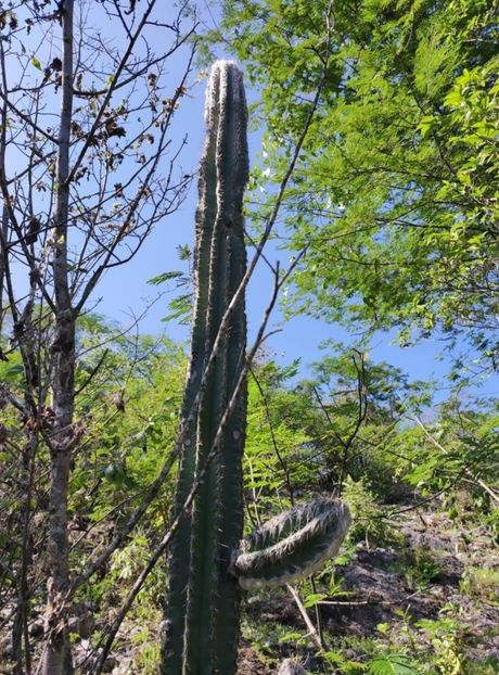  - Pilosocereus Leucocephalus
