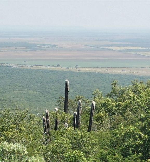  - Pilosocereus Leucocephalus