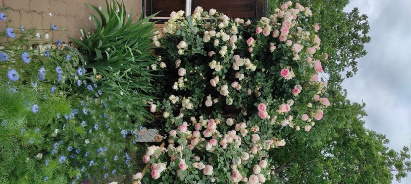  - Meilland - Eden rose