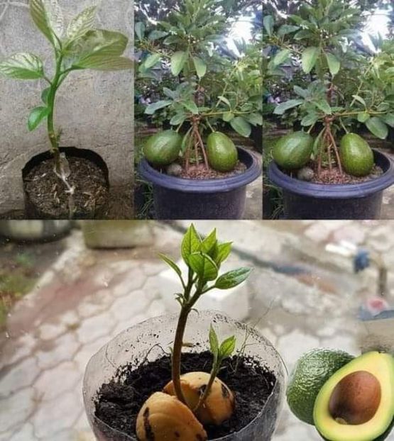  - Invata sa cresti avocado intr-o oala