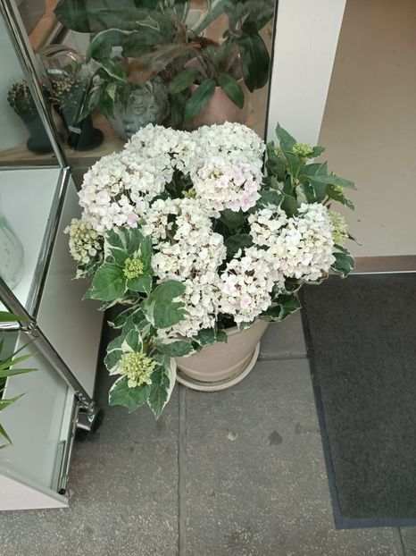 IMG20240527175011 - XYZ-Florării