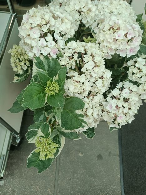 IMG20240527162243 - XYZ-Florării
