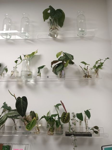 IMG20240527161939 - XYZ-Florării