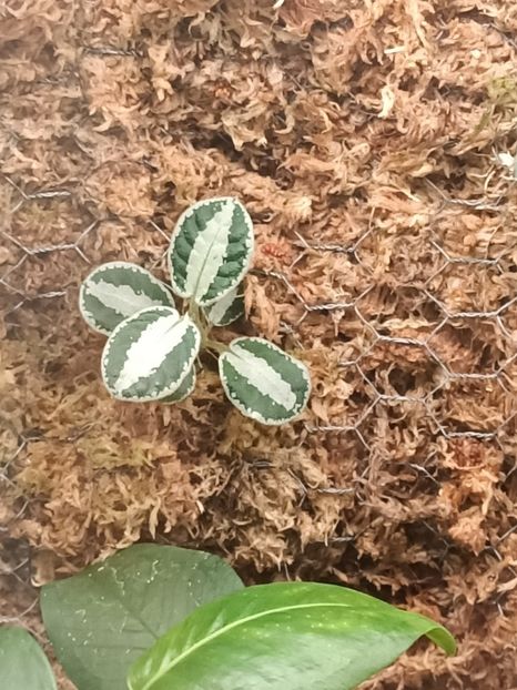 IMG20240527161459 - XYZ-Florării