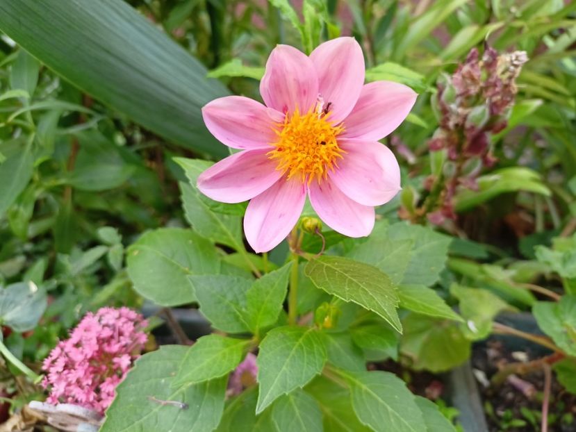 27.05.2024 - Grădina 2024 continuare 3