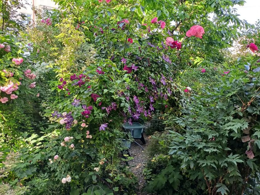  - Grădina 2024 continuare 3