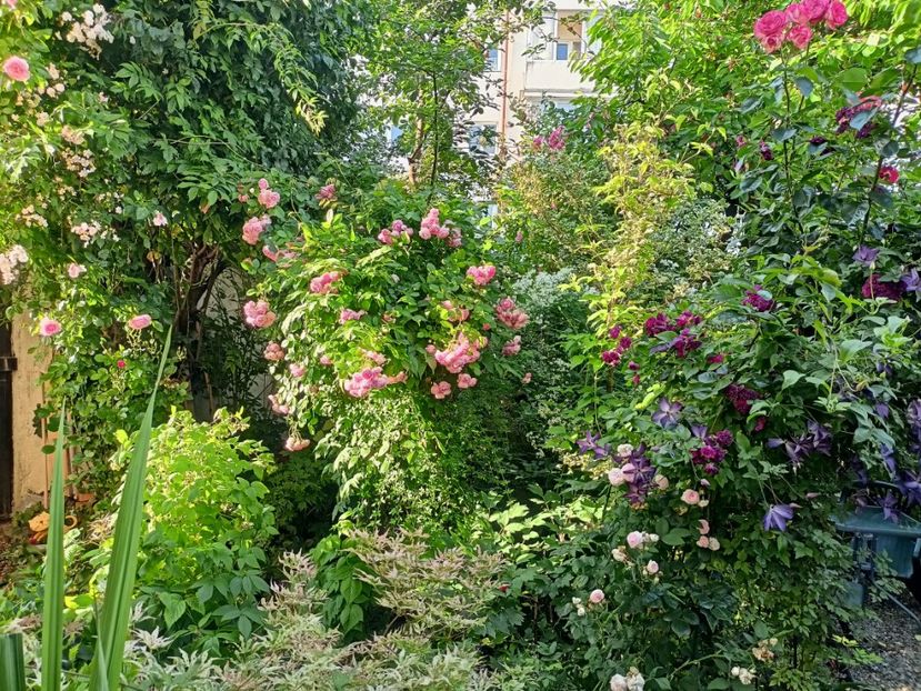  - Grădina 2024 continuare 3