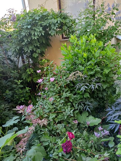  - Grădina 2024 continuare 3