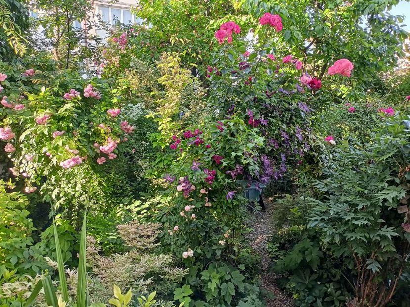  - Grădina 2024 continuare 3