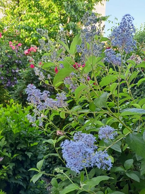  - Grădina 2024 continuare 3