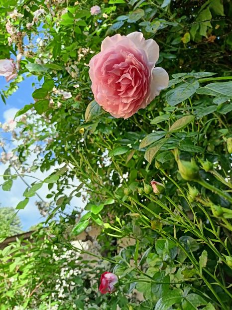 Princess Alexandra of Kent - Grădina 2024 continuare 3