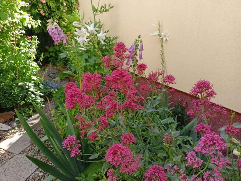  - Grădina 2024 continuare 3