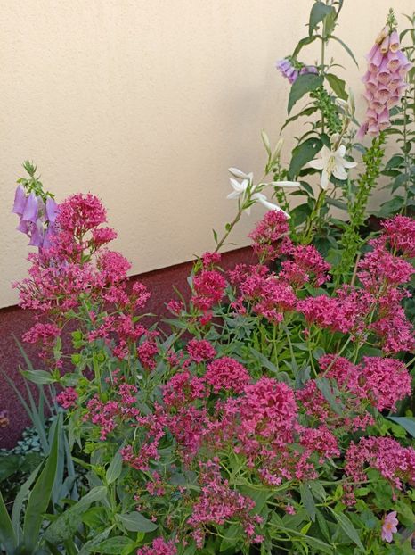  - Grădina 2024 continuare 3