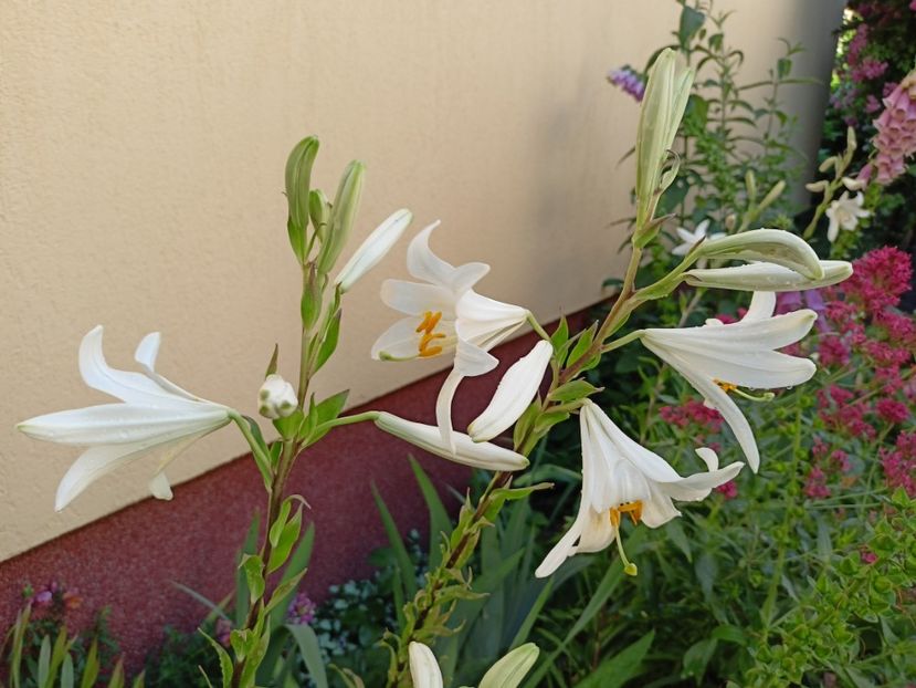  - Grădina 2024 continuare 3