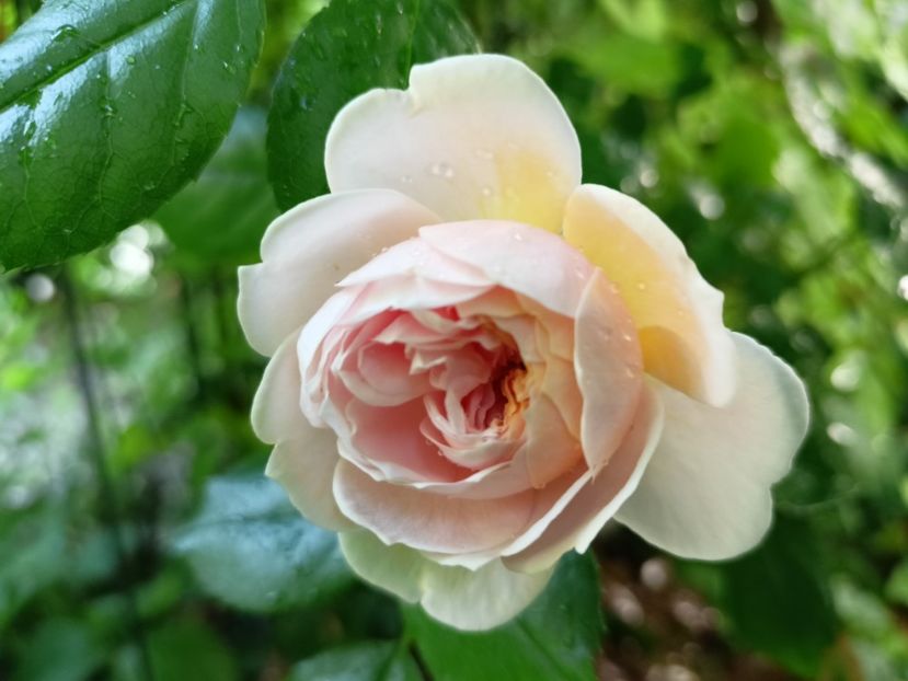 Garden of Roses , Kordes - Grădina 2024 continuare 3