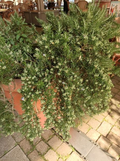 Img.2024.05.27-rozmarin curgător - Bremerhaven