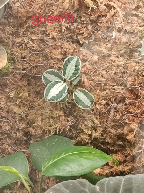 Sheelia :) - Bremerhaven