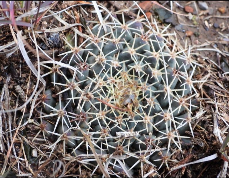  - Mammillaria Meiacantha